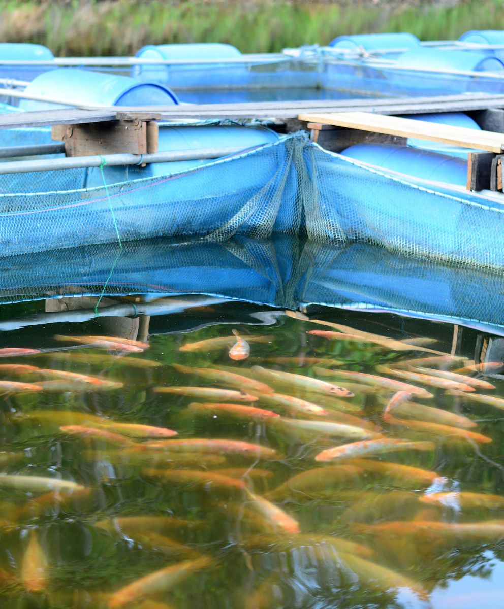 Clear Fish Farming homepage